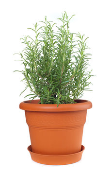 Rosemary plant in plastic pot