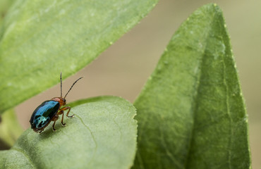 Piccolo insetto Colombiano
