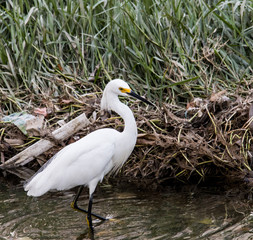 Airone bianco colombiano