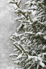 spruce branches with snow