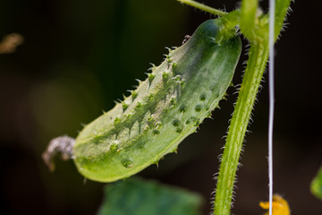 Fresh cucumber plant in greenhouse.