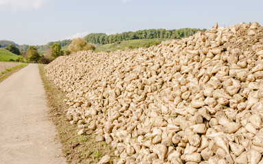 Zuckerrübe, Landwirtschaft, Ernte, Waldweg, Herbst, Schweiz