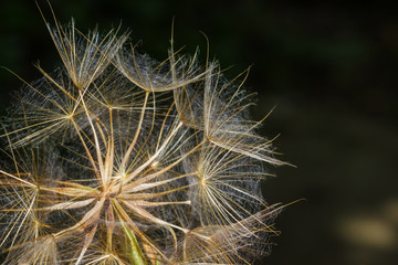 Macro view of some dandelion seeds.
