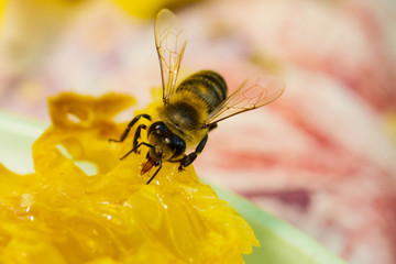 Bee gathering honey and nectar with proboscis.