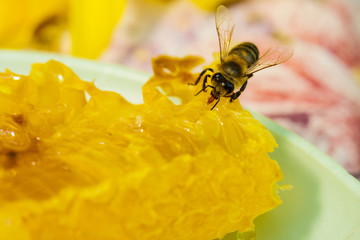 Bee gathering honey and nectar with proboscis.