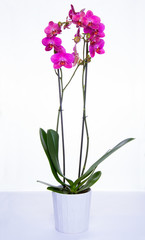 Naklejka na ściany i meble Orchid Isolated on white background