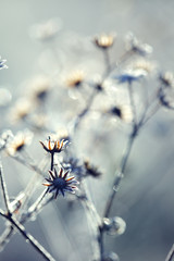 frozen plant