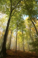 Fototapeta premium Misty autumn beech forest in the sunshine