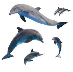 Naklejka premium skaczące delfiny na białym tle
