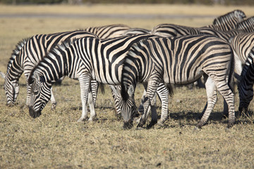 Fototapeta na wymiar Zebras grazing grass in the african savannah