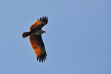 Obraz na płótnie Canvas Langkawi eagle