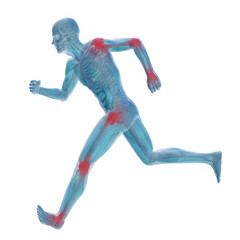 3D human man anatomy with articular pain