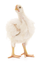 white hen