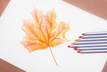 Fototapeta premium Red detailed maple tree leaf