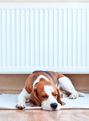dog has a rest  near to a warm radiator