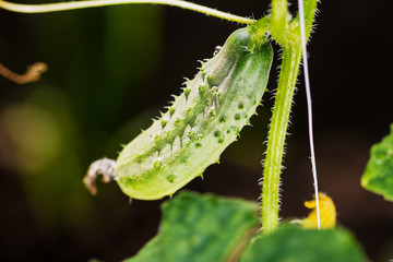 Fresh cucumber plant in greenhouse.