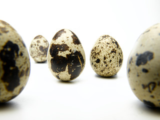 Quail Egg