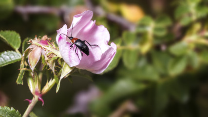 Black and red beetle