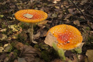 Dwa muchomory w lesie