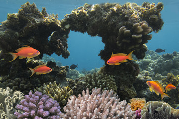 Tropical fish and Hard corals