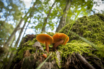 Grzyby na pniu w lesie © Szymon Gryko