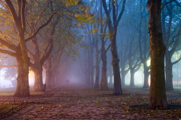 Aleja platanów we mgle,oświetlona światłami latarni