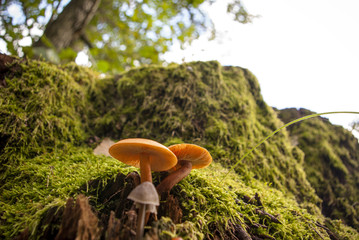 Grzyby na pniu w lesie © Szymon Gryko