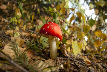 Mały muchomor w lesie