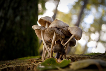 Grzyby na pniu w lesie © Szymon Gryko
