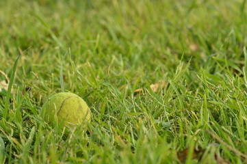 Tennis ball on grass