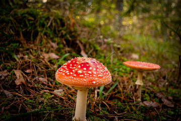 Mały muchomor w lesie © Szymon Gryko