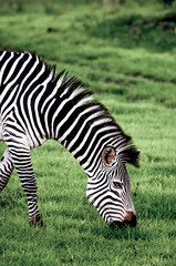 Fototapeta na wymiar Zebra Grazing