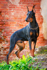 Doberman Pinscher dog