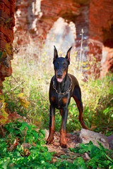Doberman Pinscher dog