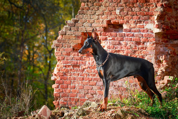 Doberman Pinscher dog