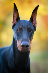 Doberman Pinscher dog