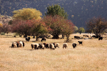 Sheep pasture