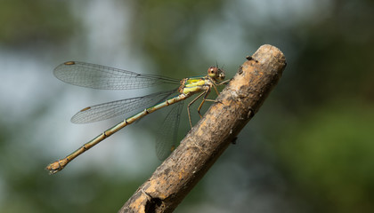 libellule