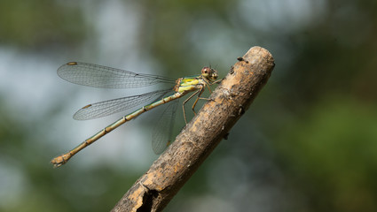 Libellule