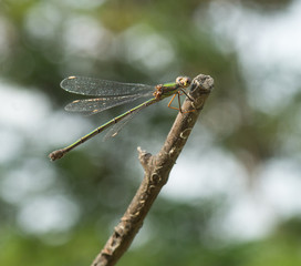 Libellule