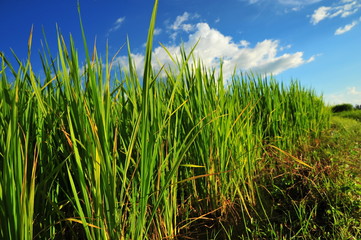 Rice Paddy Fields in Green Season