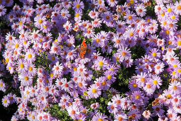pink flowers with butterfly