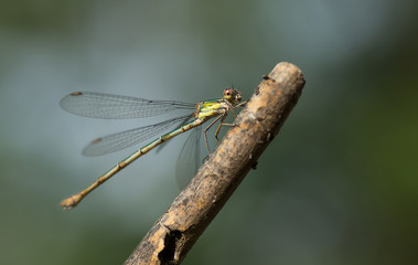 Libellule