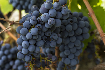 grapes close up