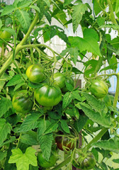Green unripe tomatoes in a greenhouse