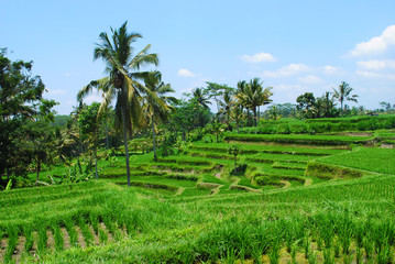 Eindrücke Bali