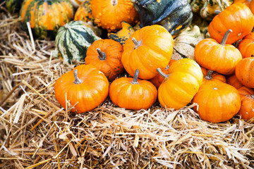 Pumpkins in a farmland