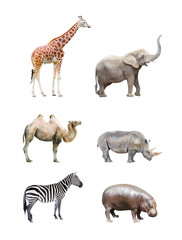 Grande collection de grands mammifères africains.