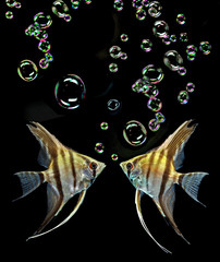Angelfish on black background