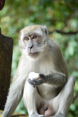 Portrait of a Monke